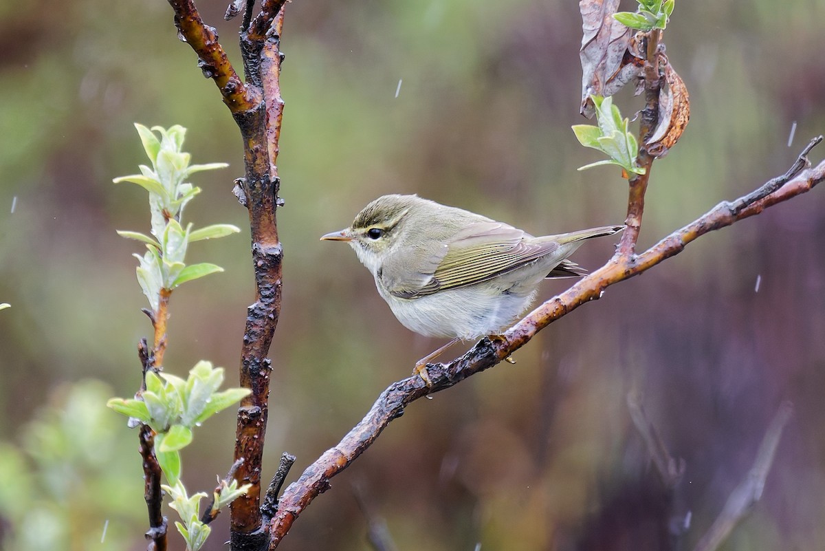 עלווית צפונית - ML641442997