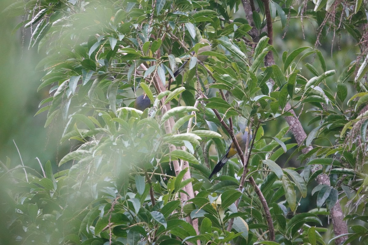 Long-tailed Silky-flycatcher - ML641443001