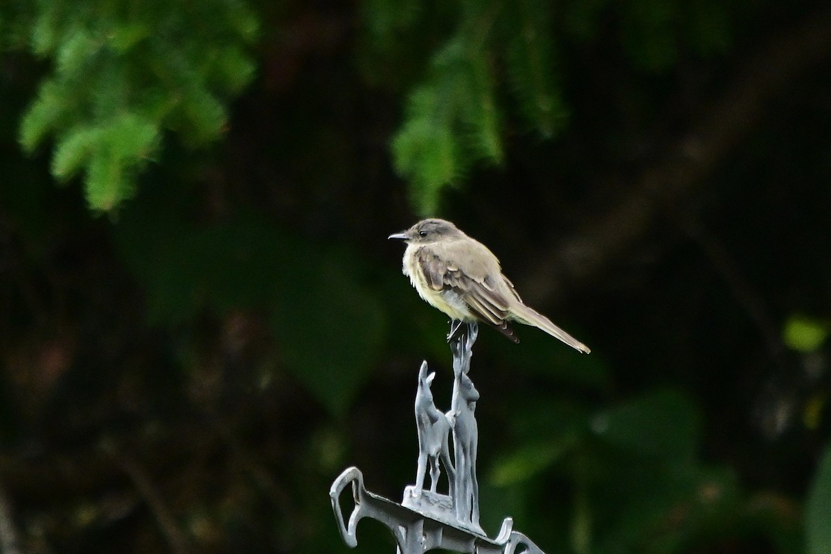 Eastern Phoebe - ML641443003