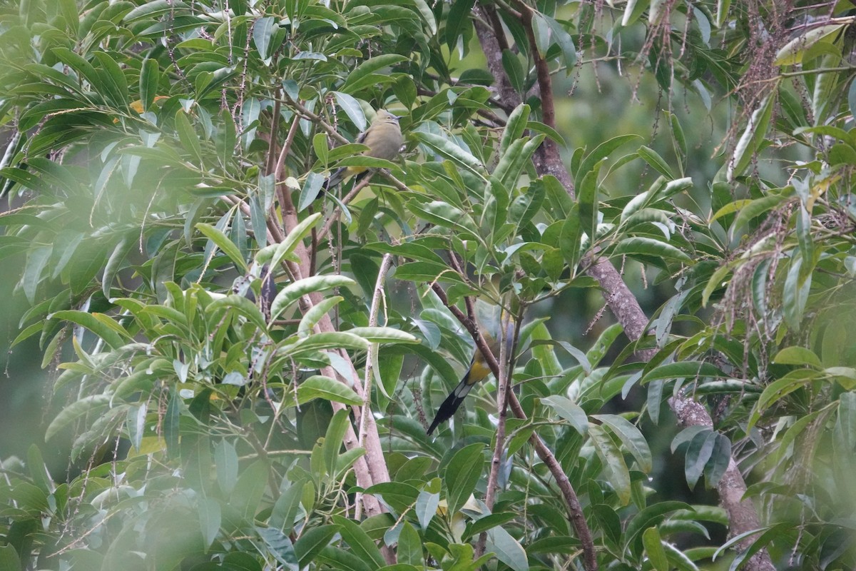 Long-tailed Silky-flycatcher - ML641443008