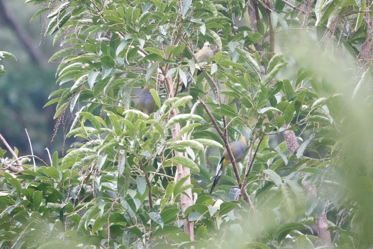 Long-tailed Silky-flycatcher - ML641443009