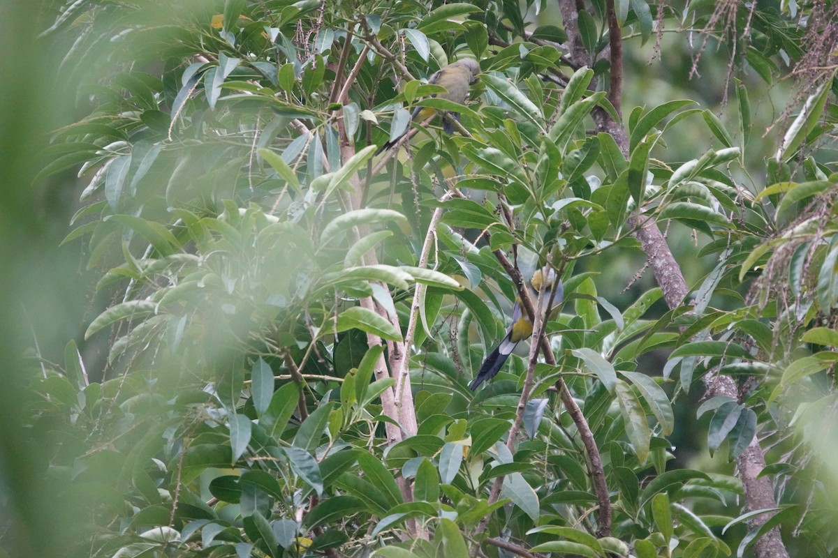 Long-tailed Silky-flycatcher - ML641443024
