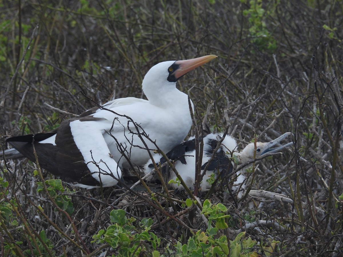 Nazca Booby - ML641443032
