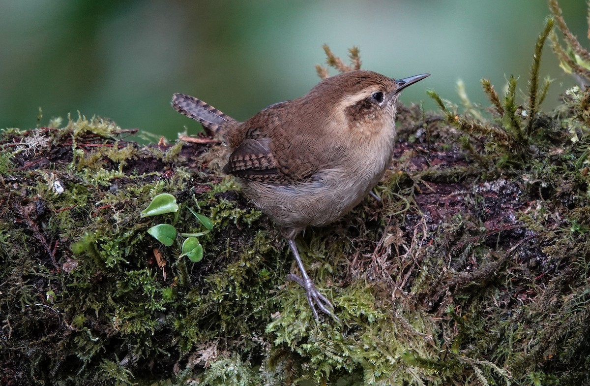 Mountain Wren - ML641443037