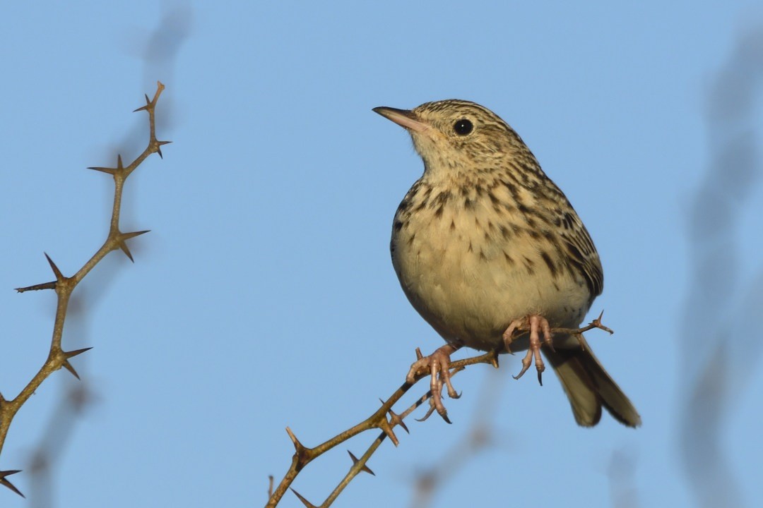 Pipit de Hellmayr - ML641443263