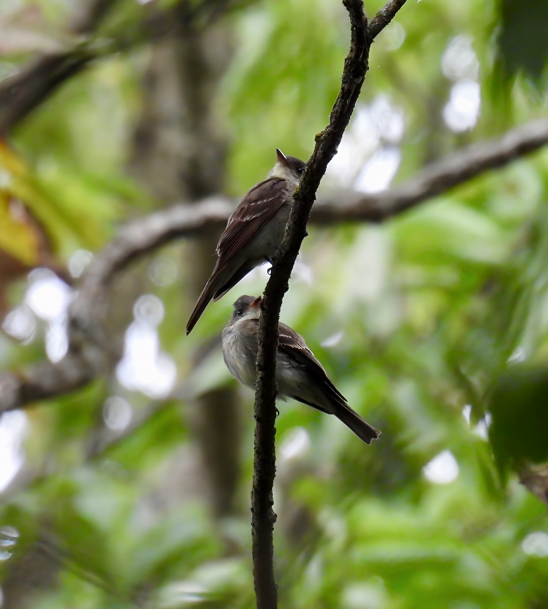 Eastern Wood-Pewee - ML641443264