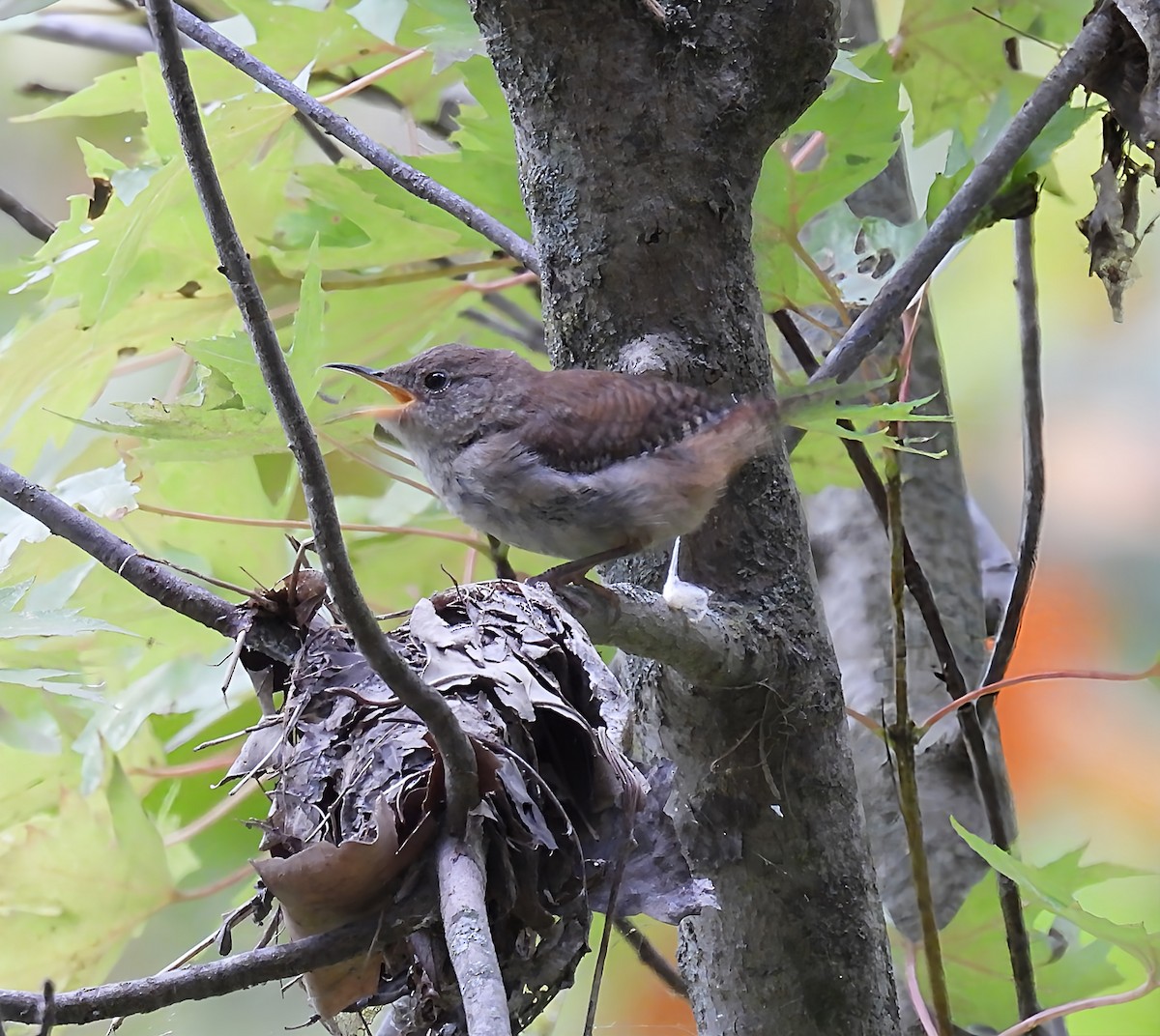 Northern House Wren - ML641443297