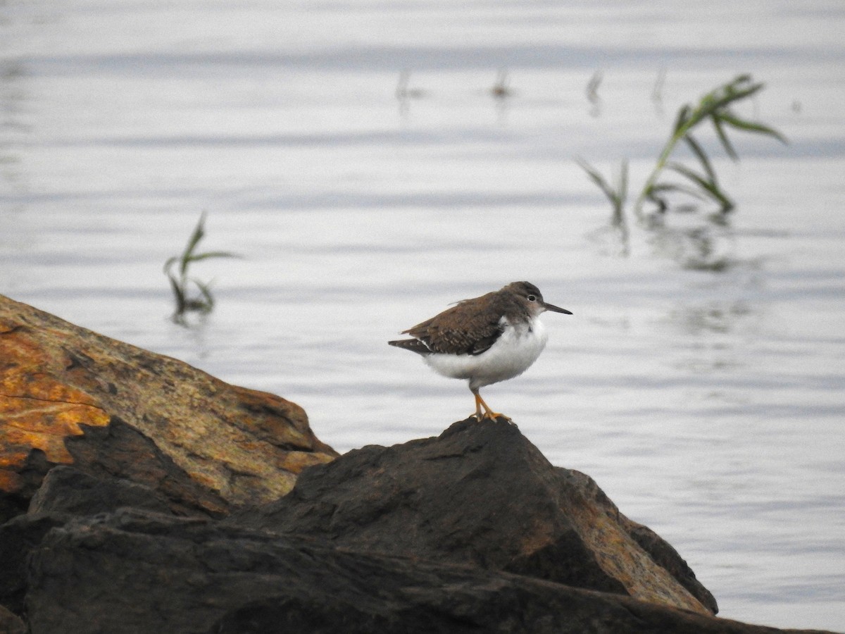 Spotted Sandpiper - ML641443326
