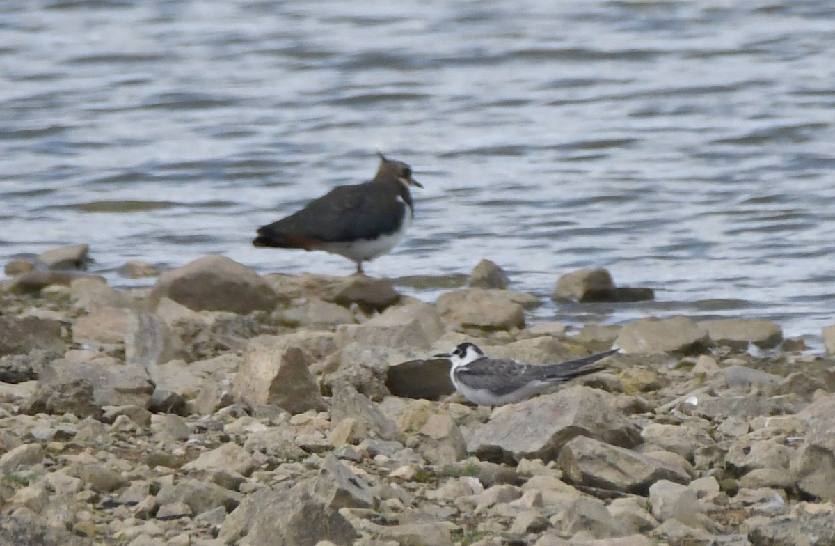 Black Tern - ML641443348
