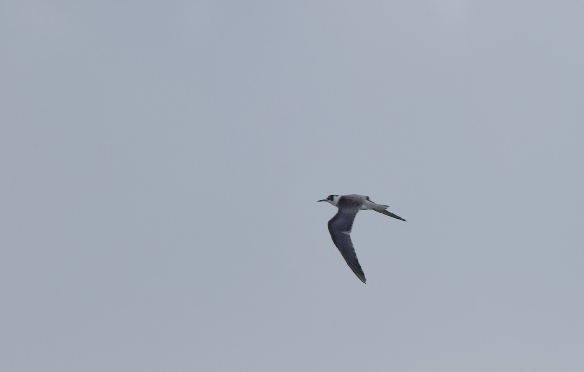 Black Tern - ML641443351