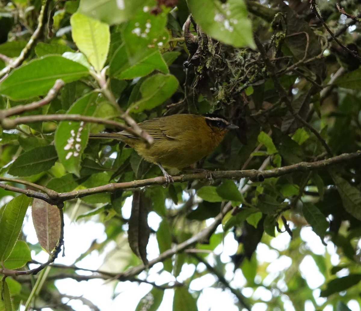 Black-capped Hemispingus - ML641443376