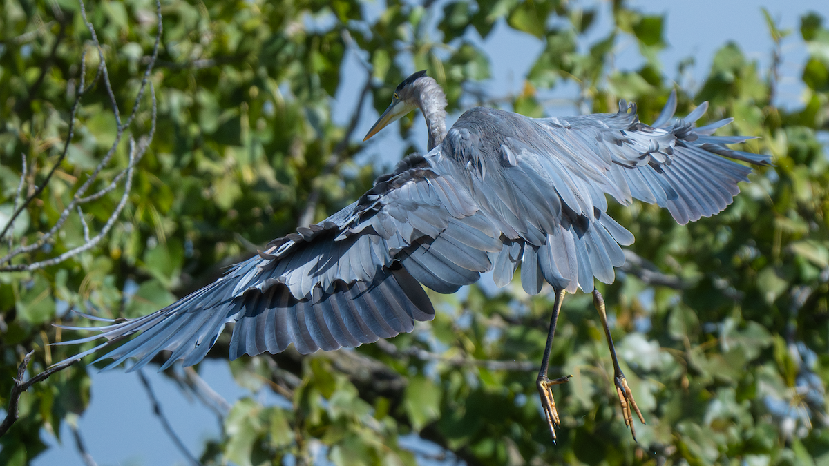 Great Blue Heron - ML641443384