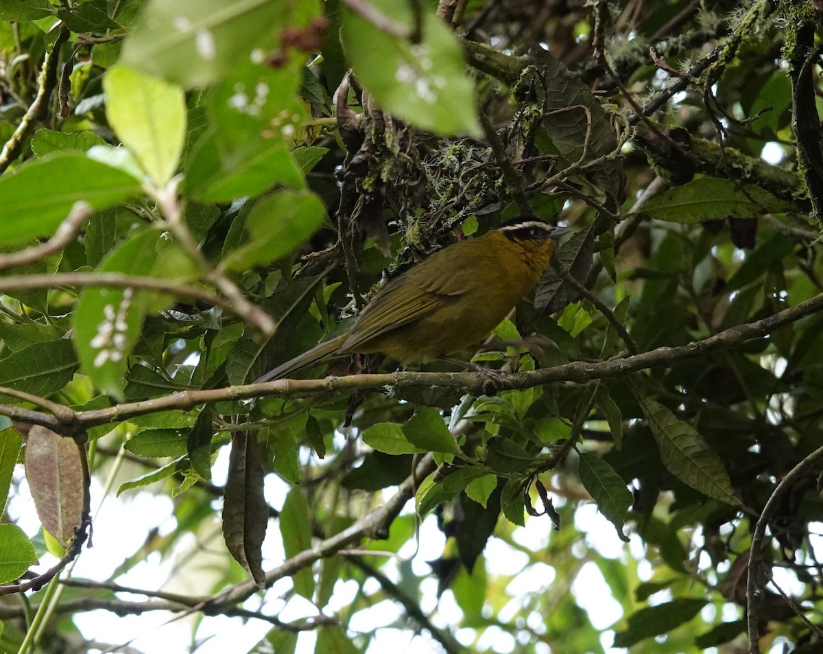 Black-capped Hemispingus - ML641443386