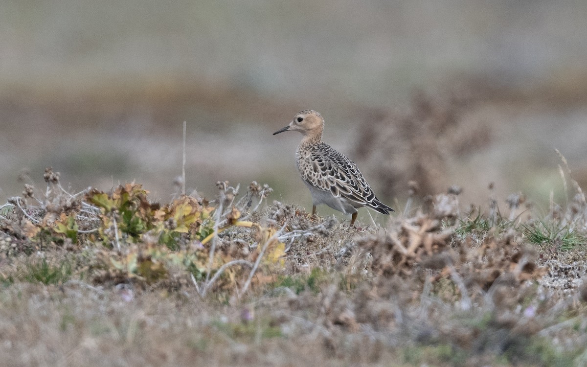 Buff-breasted Sandpiper - ML641443403
