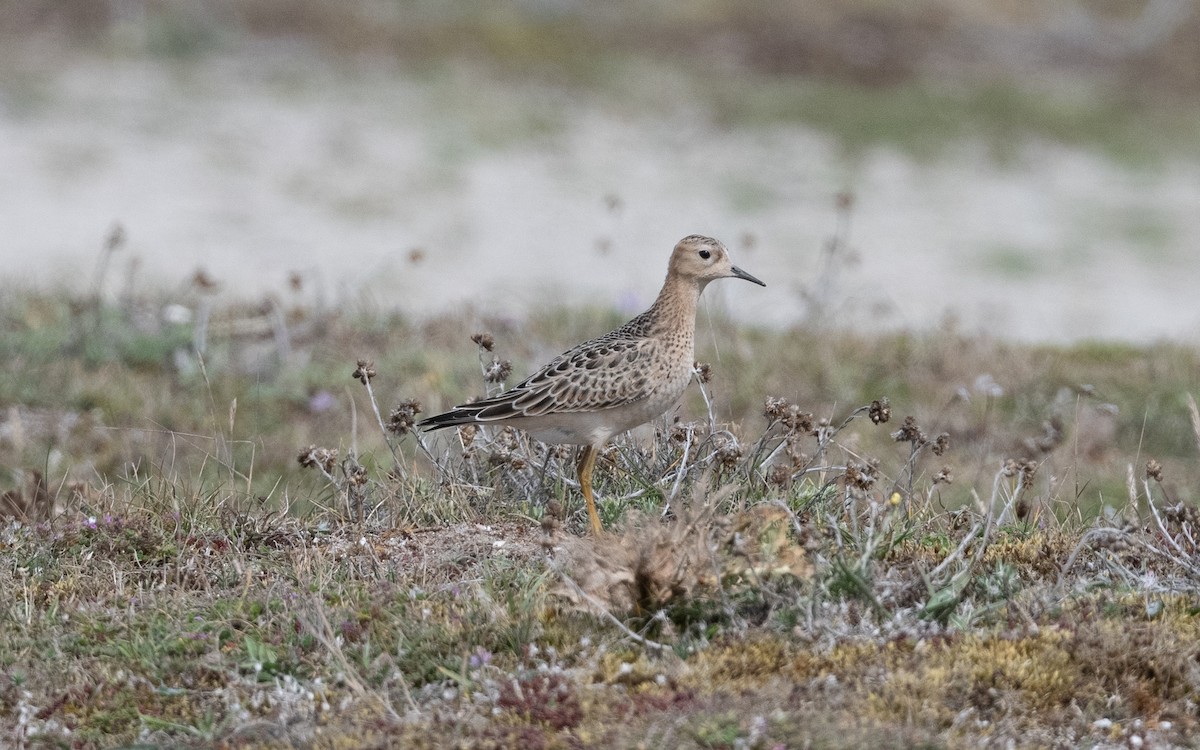Buff-breasted Sandpiper - ML641443404