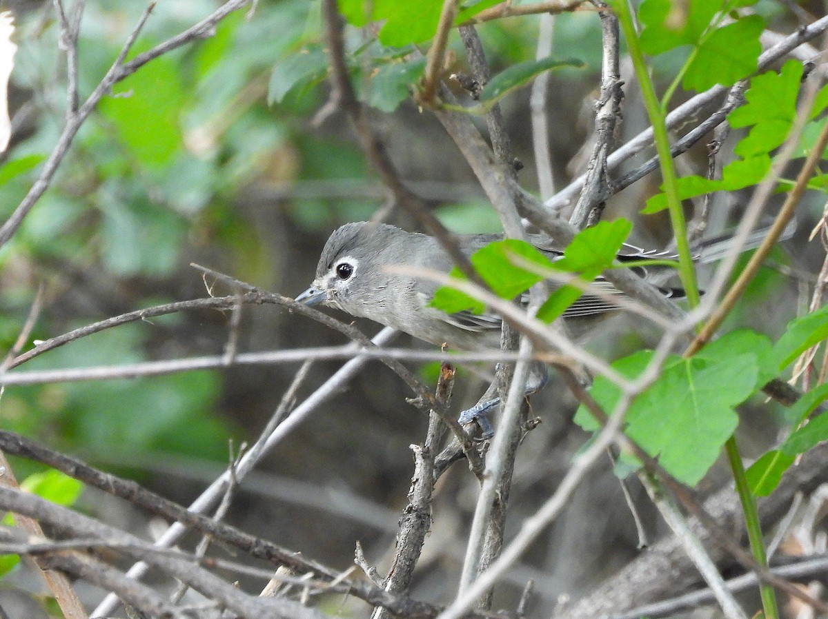Plumbeous Vireo - ML641443468