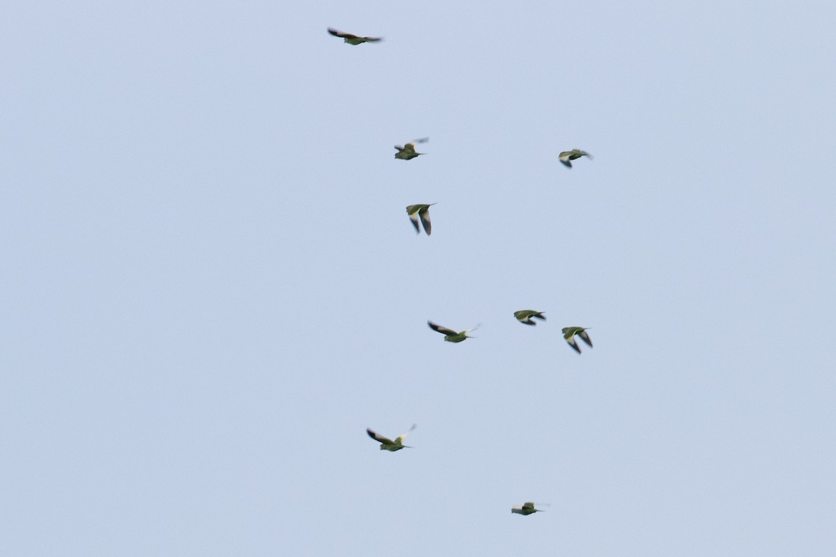 White-winged Parakeet - ML641443483
