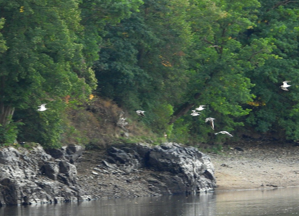 gluttsnipe - ML641443517