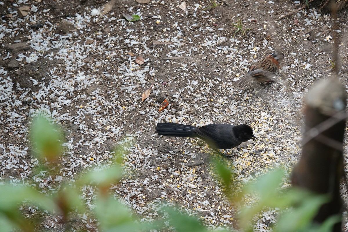 Yellow-thighed Brushfinch - ML641443518