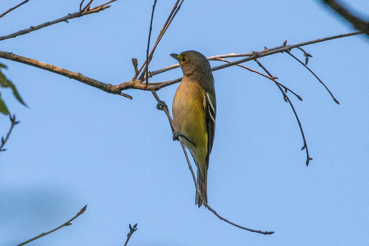 White-eyed Vireo - ML641443533
