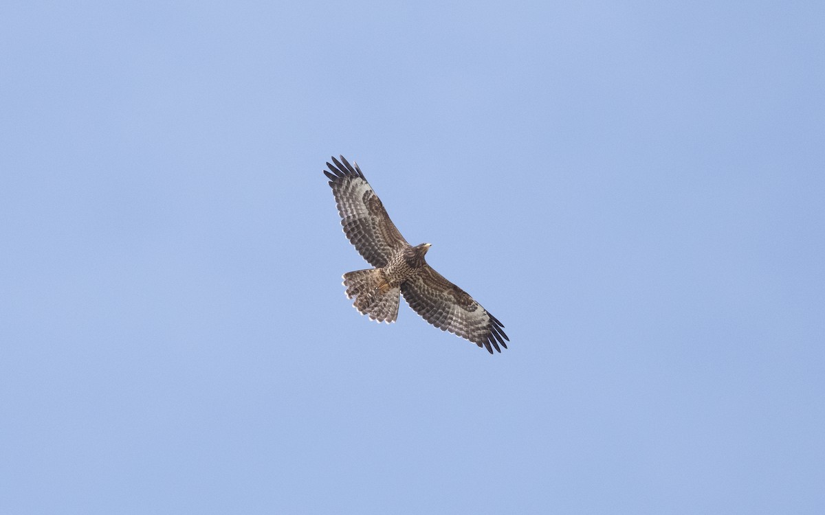 European Honey-buzzard - ML641443535