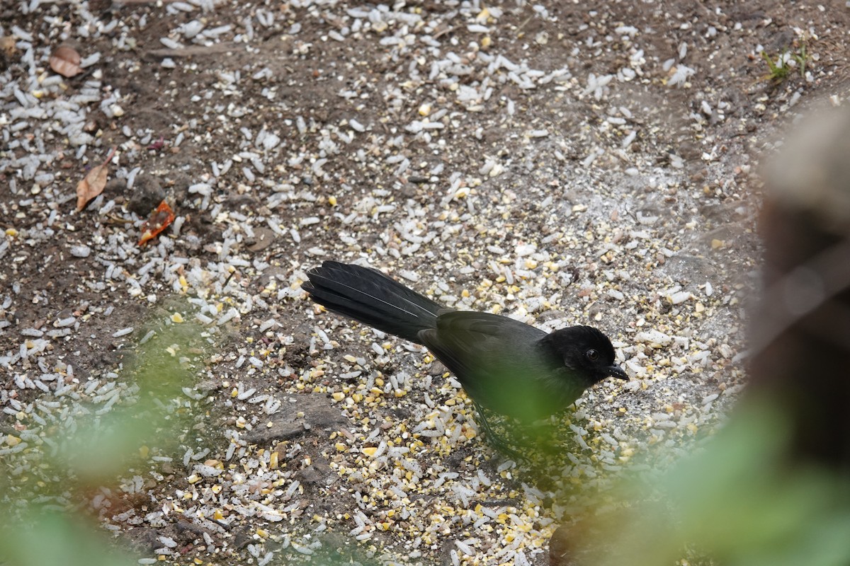 Yellow-thighed Brushfinch - ML641443536