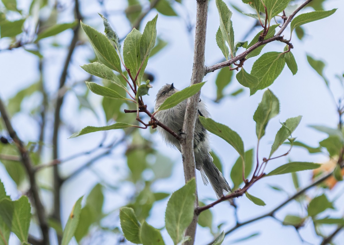 Bushtit - ML641443539