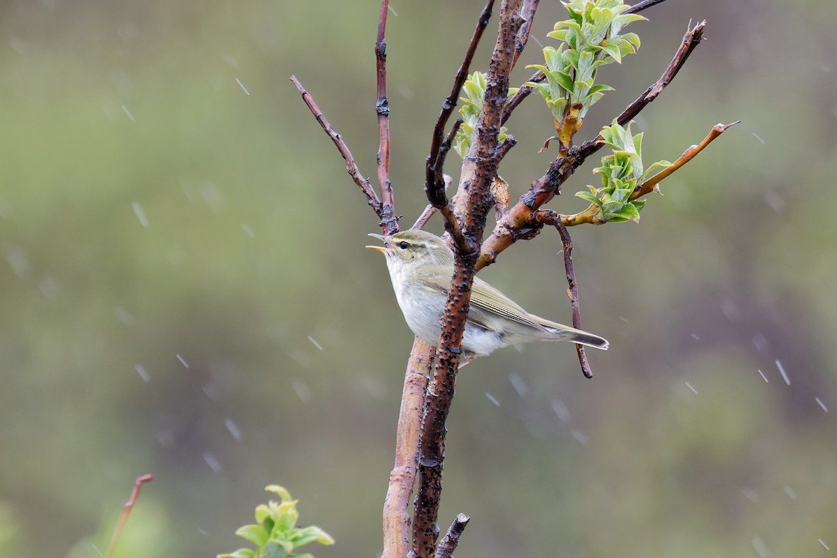 עלווית צפונית - ML641443543