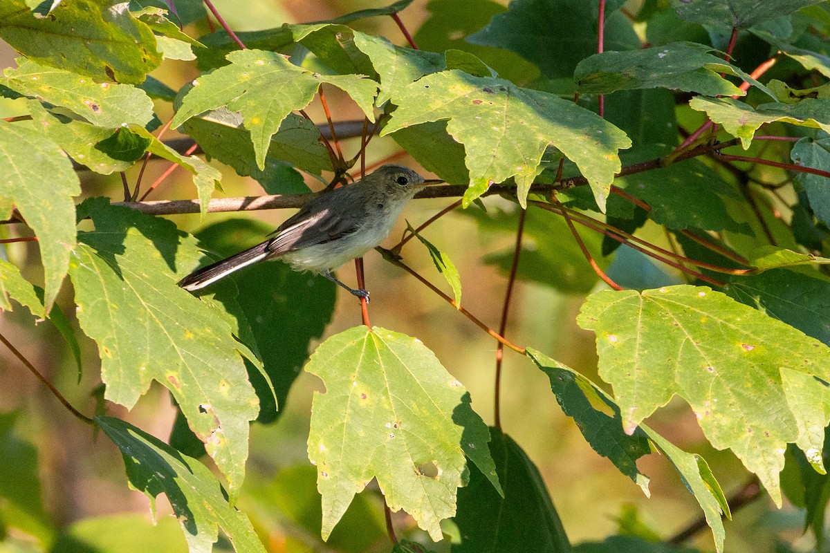Blue-gray Gnatcatcher - ML641443545