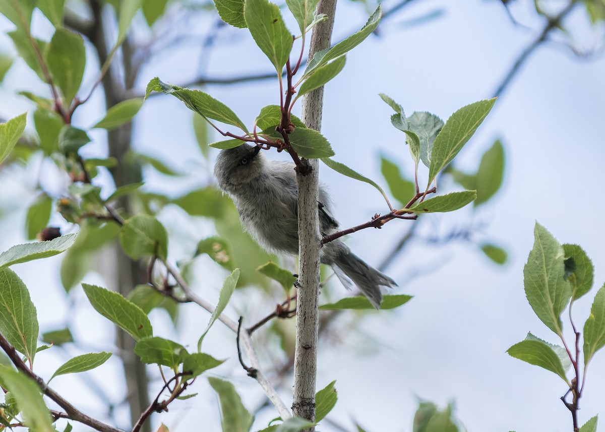 Bushtit - ML641443547