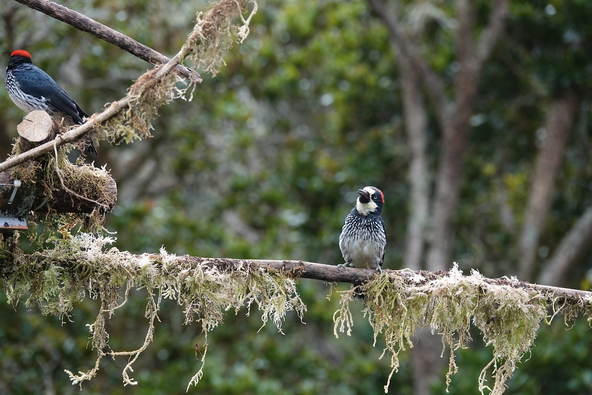 Acorn Woodpecker - ML641443557
