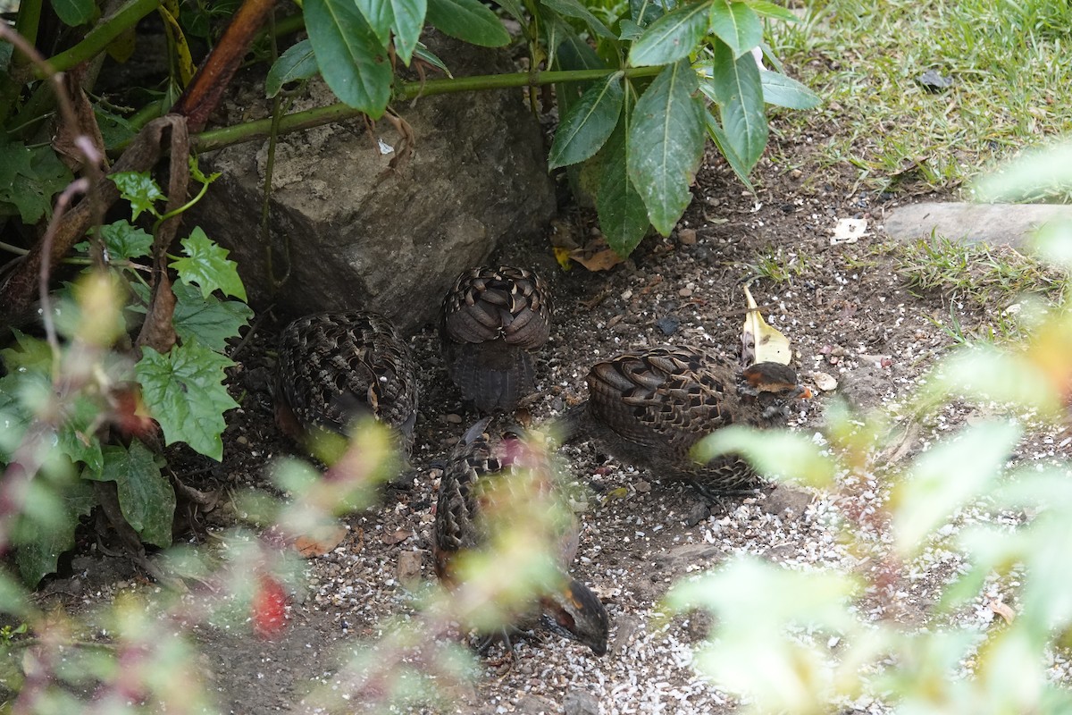 Spotted Wood-Quail - ML641443574