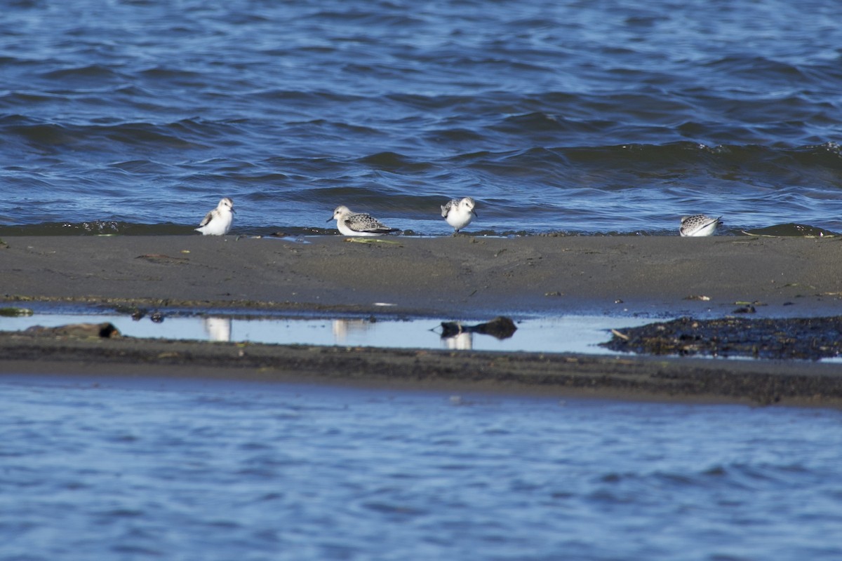 Sanderling - ML641443576