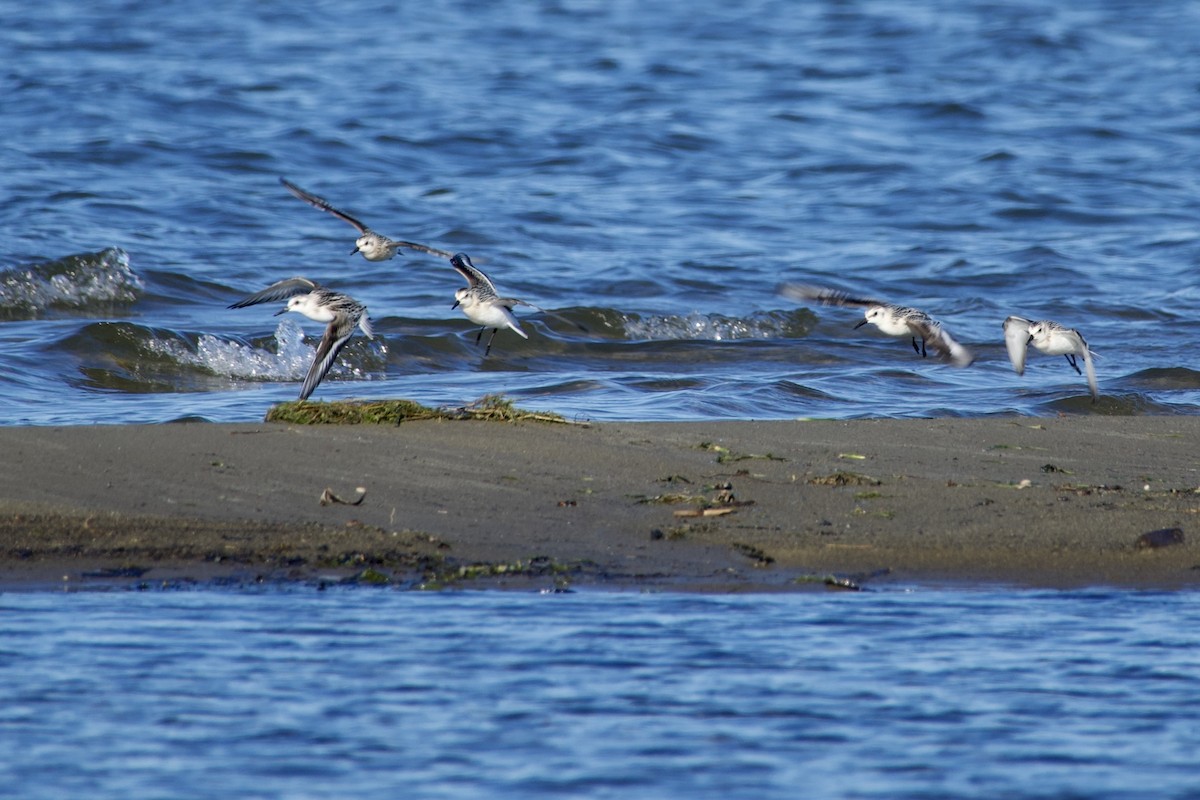 Sanderling - ML641443577