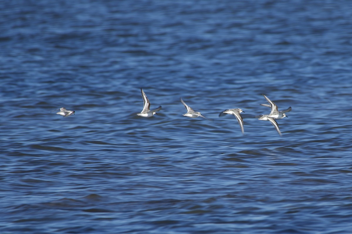 Sanderling - ML641443578