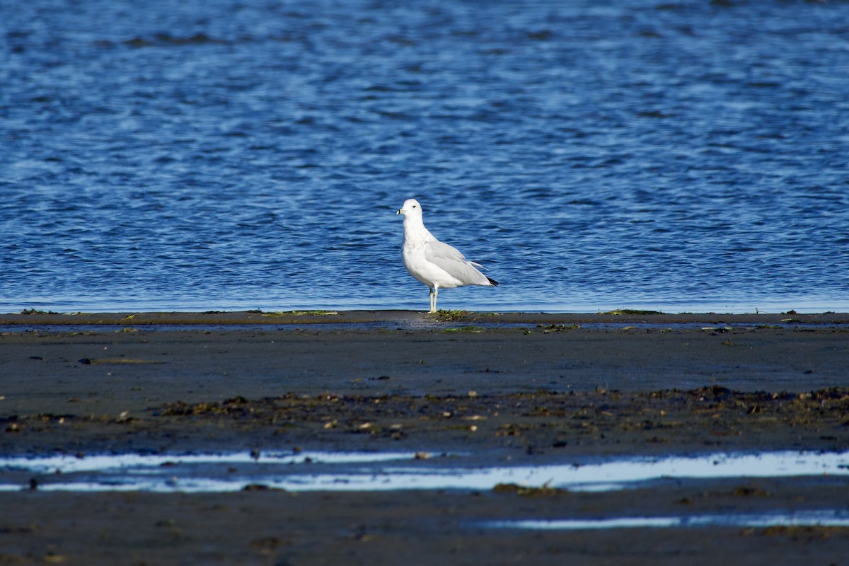 Ring-billed Gull - ML641443588