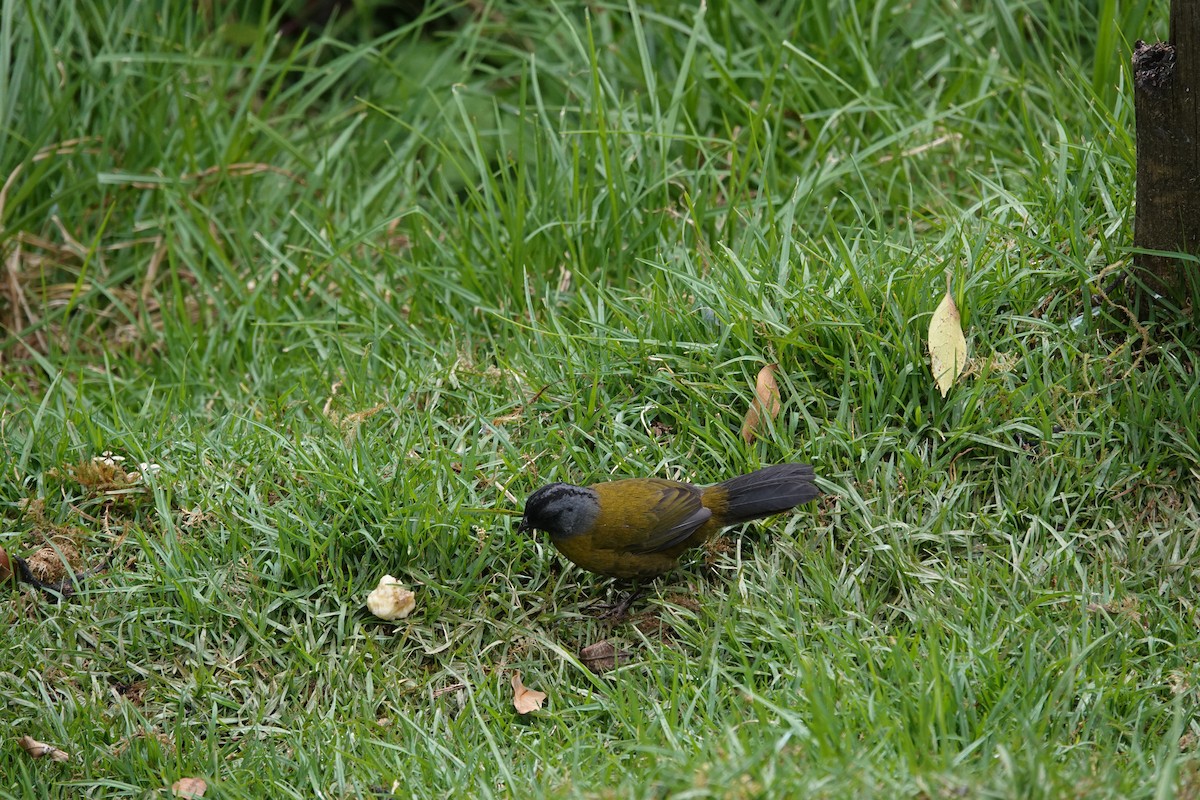 Large-footed Finch - ML641443589