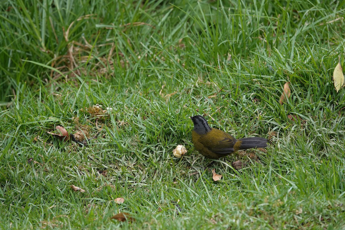 Large-footed Finch - ML641443593