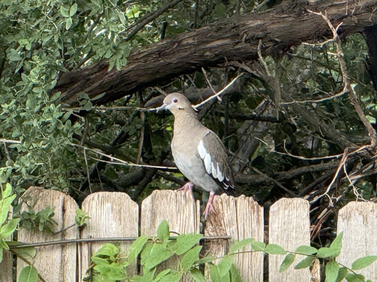 hvitvingedue - ML641443598