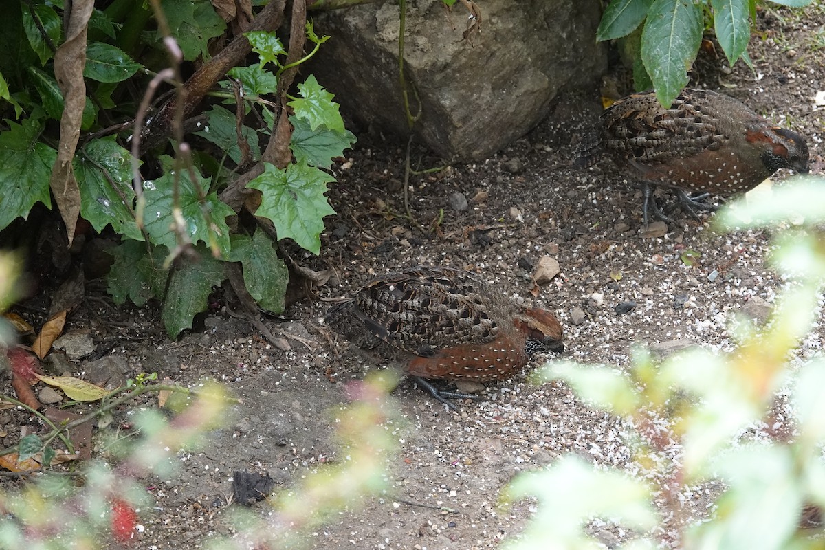 Spotted Wood-Quail - ML641443606