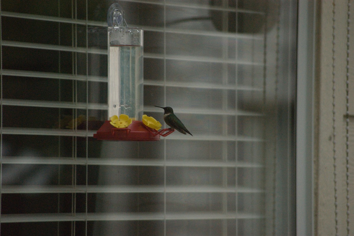 Black-chinned Hummingbird - ML641443612