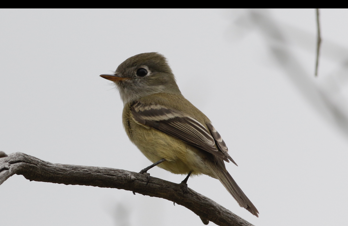 Hammond's Flycatcher - ML641443666