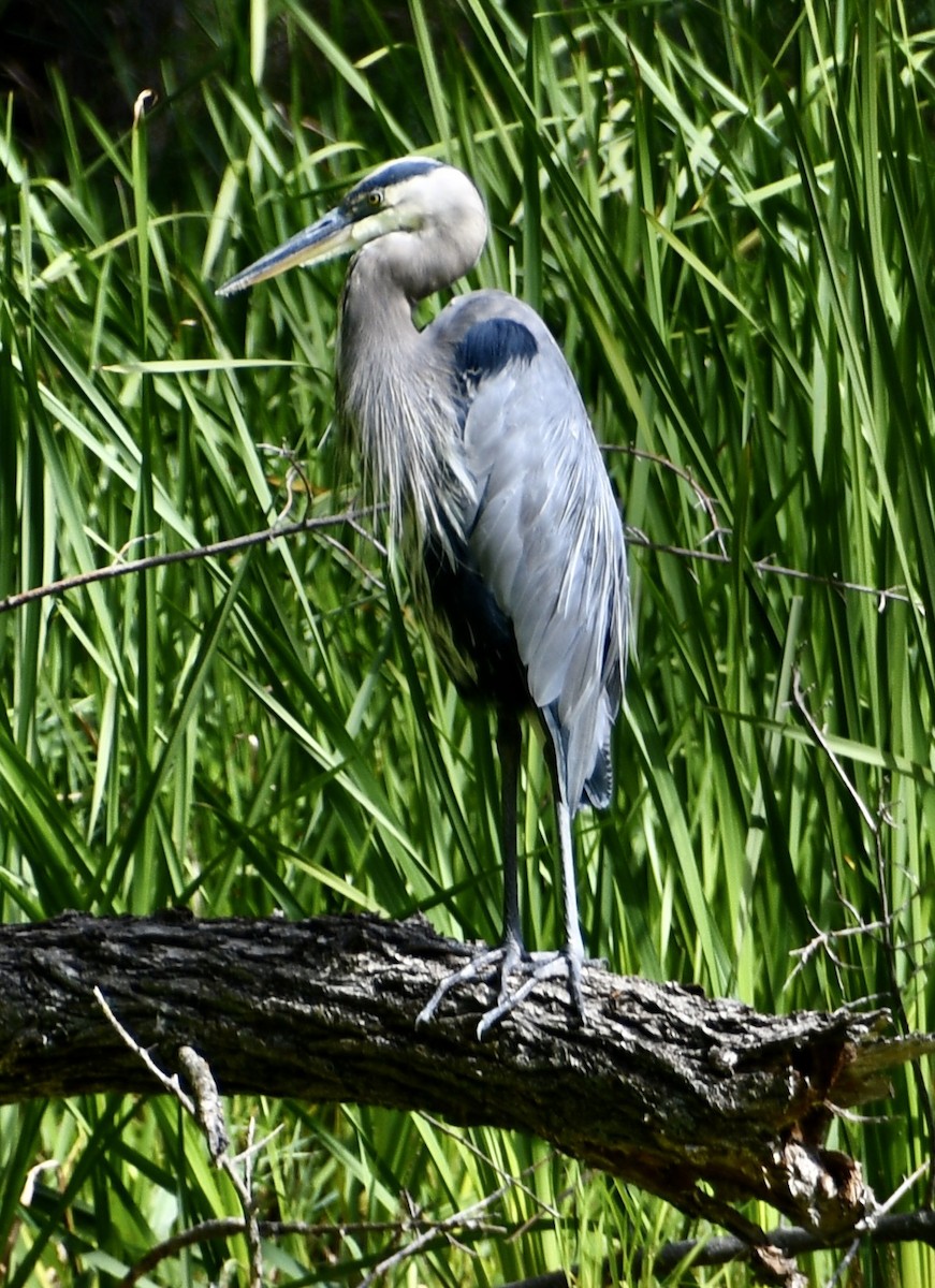 Great Blue Heron - ML641443690