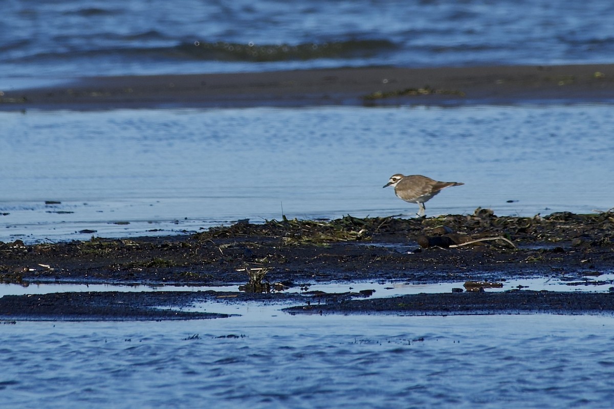 Killdeer - ML641443717