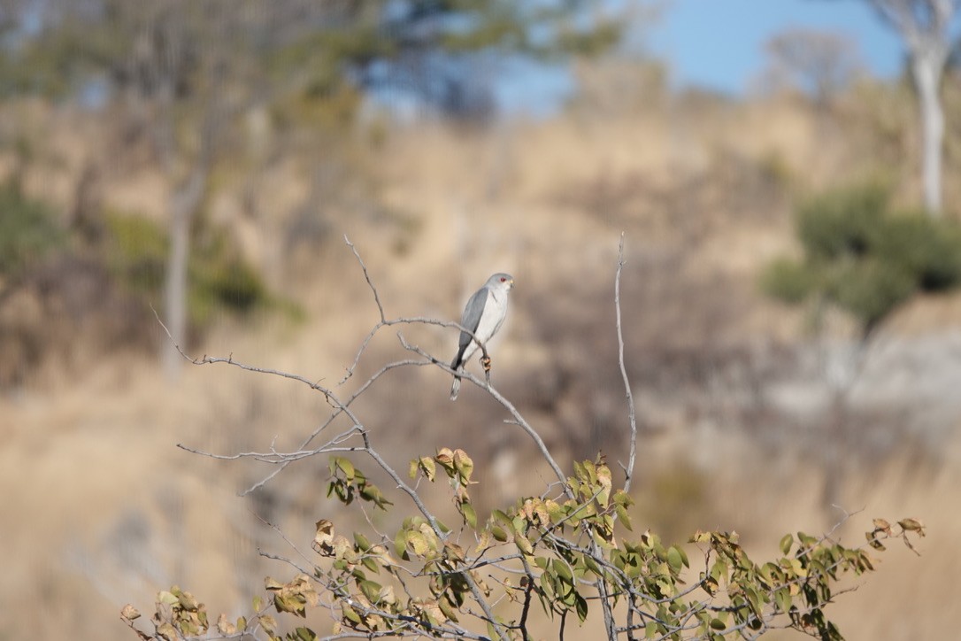 Shikra (African) - ML641443725