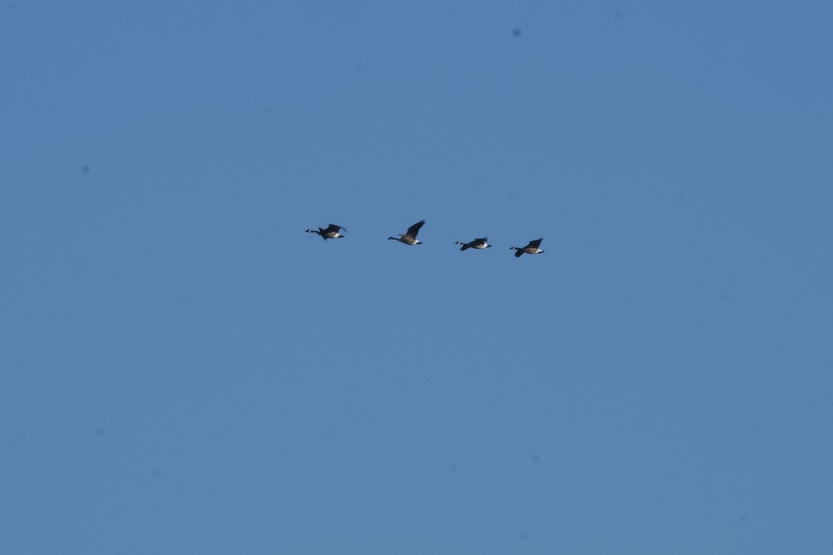 Canada Goose - ML641443737