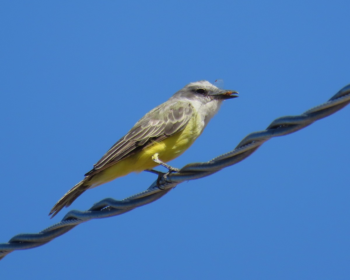 Tropical Kingbird - ML641443764