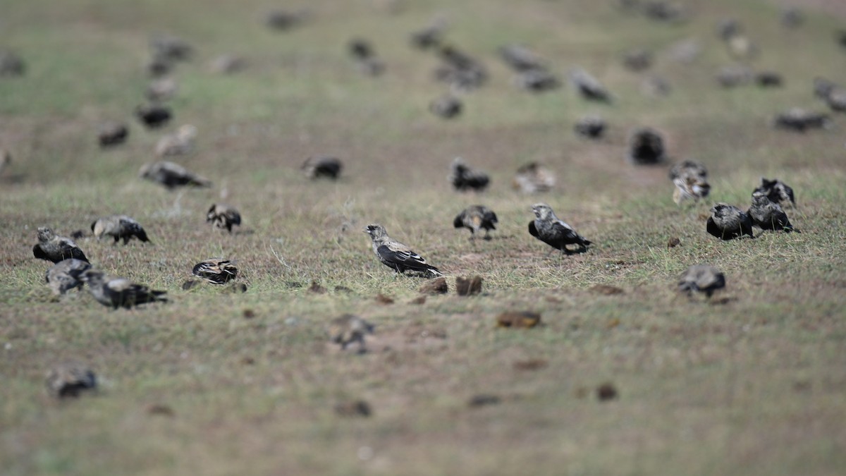 Black Lark - ML641443773