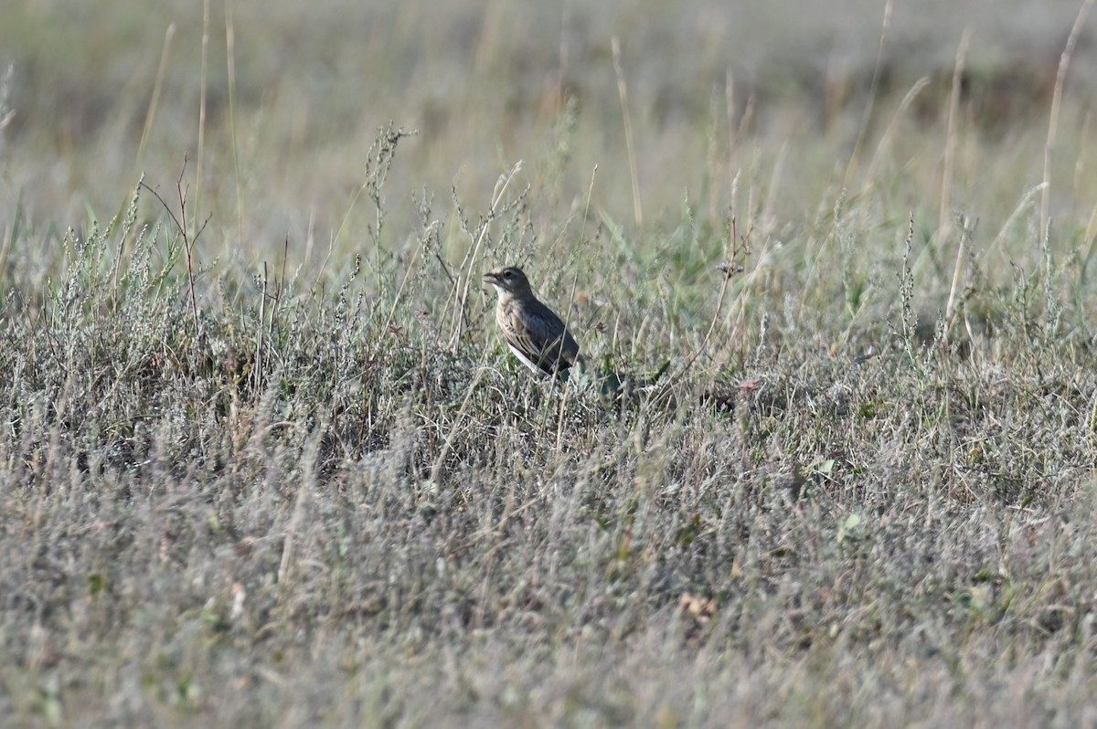 Black Lark - ML641443774