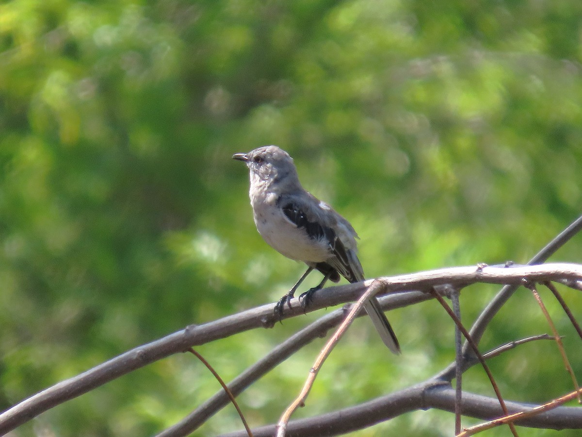 Tropical Mockingbird - ML641443779
